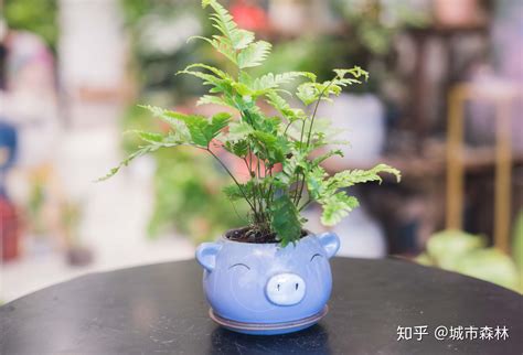 餐桌 植物|书桌上放什么「好看又好养」的盆栽比较适合？